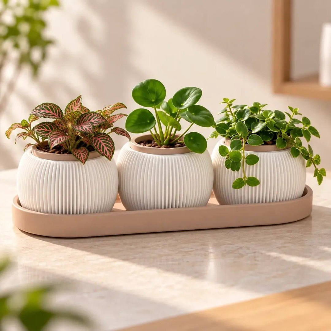 Kit 3 Vasos Suculentas Plantas Bandeja Decorativo Mini Vasos Areia